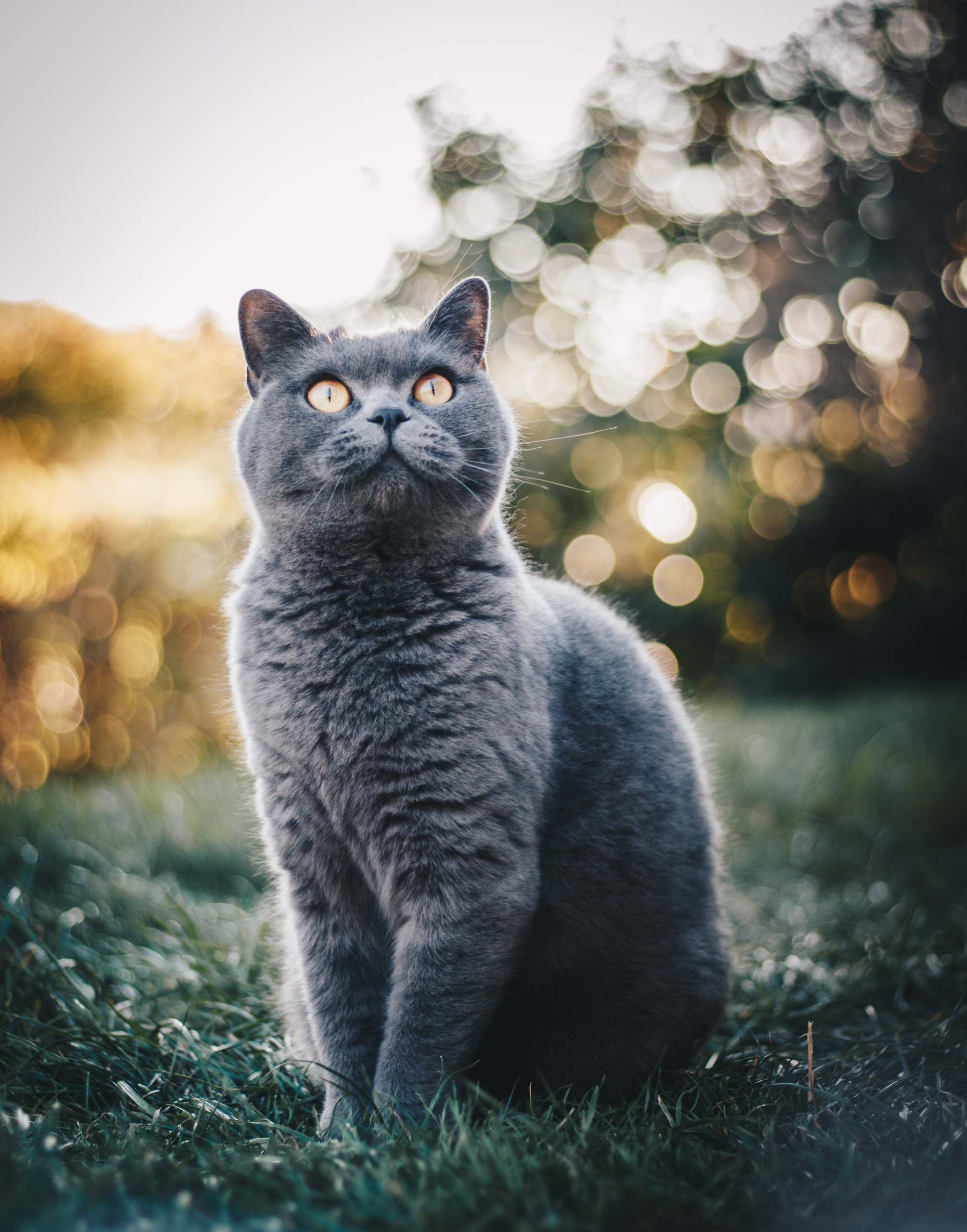 British Shorthair