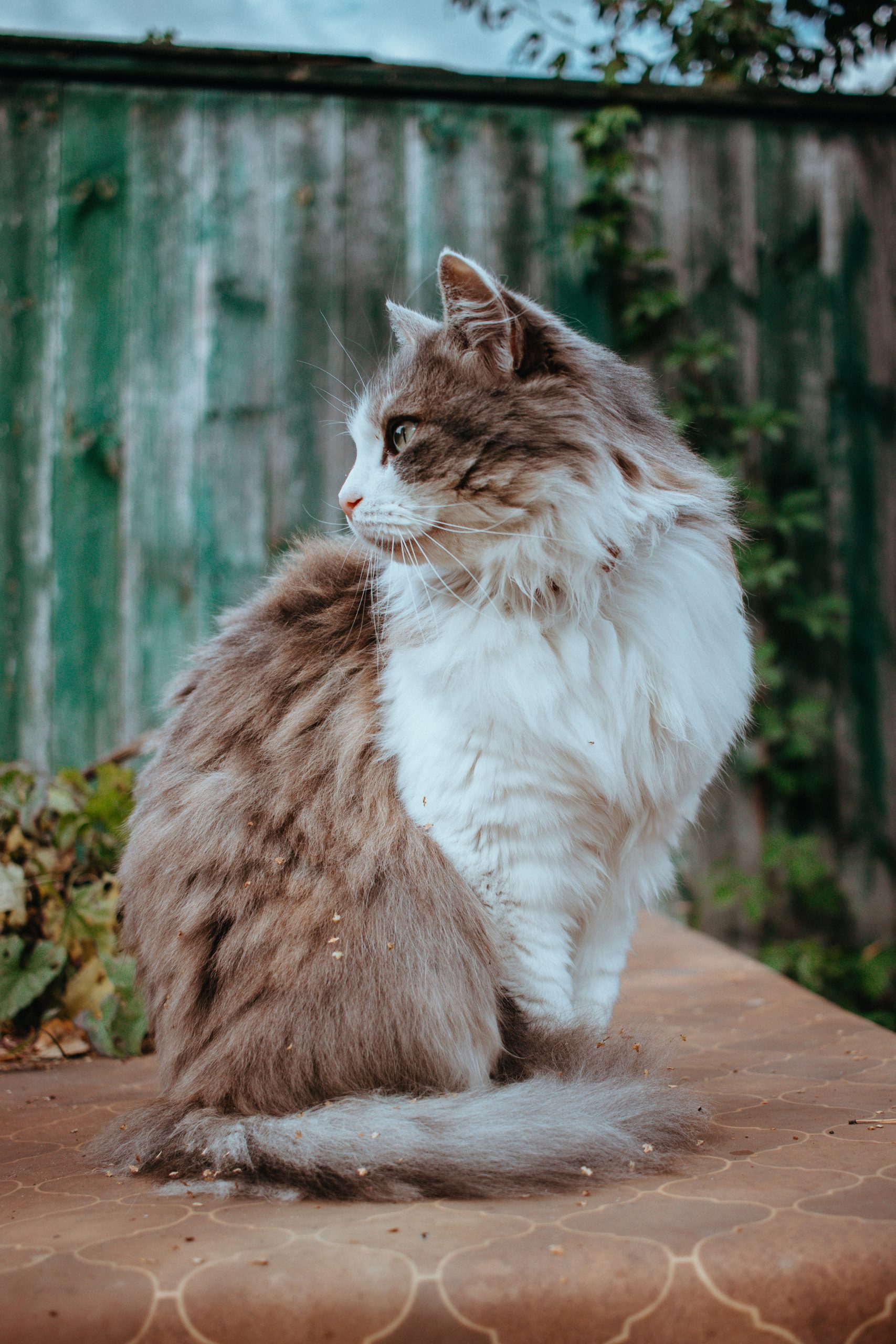 Norwegian Forest Cat