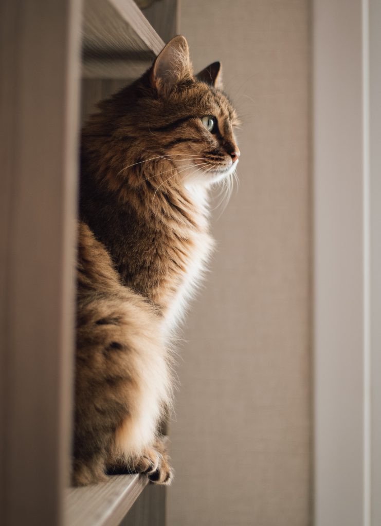 Siberian cat