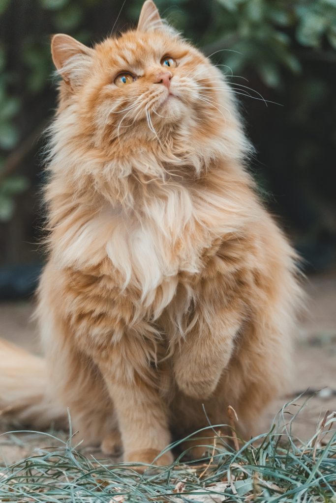 Maine Coon